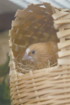 nesting society finch