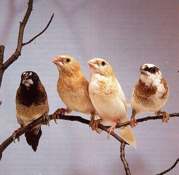 Society finches